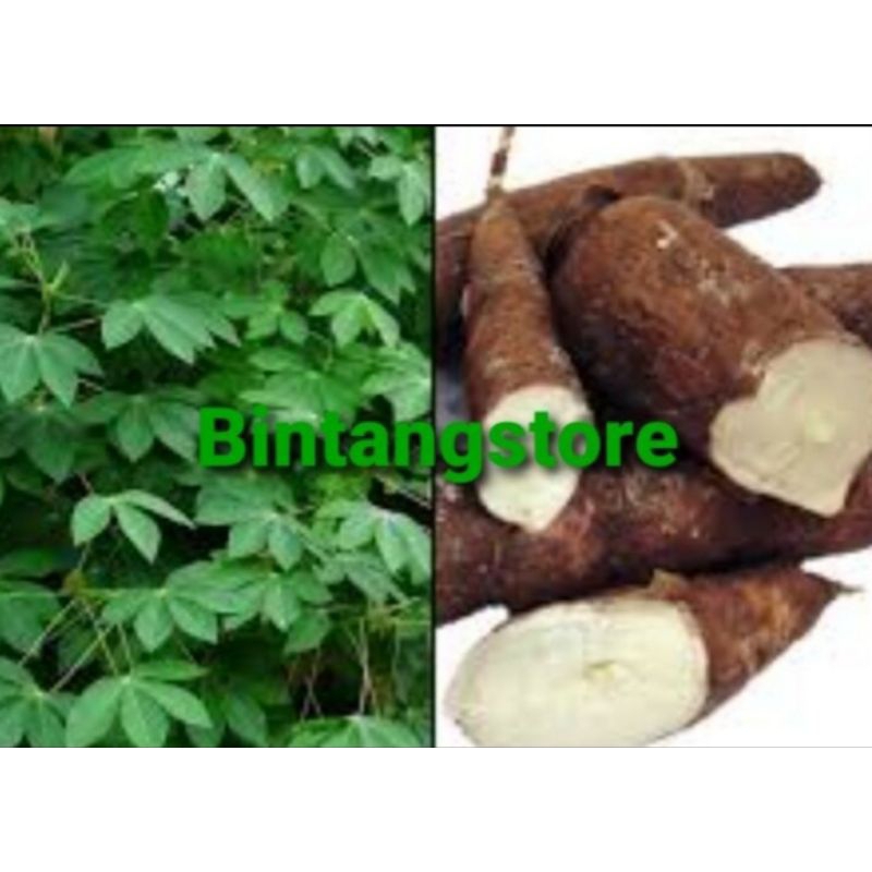 

Umbi singkong karet sgar 500 gram