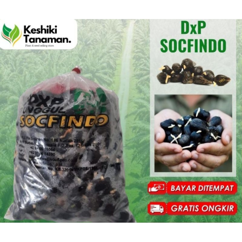 bibit kecambah sawit dxp unggul socfindo Pembelian 100 butir ke atas sudahh dapat sertifikat + pekin