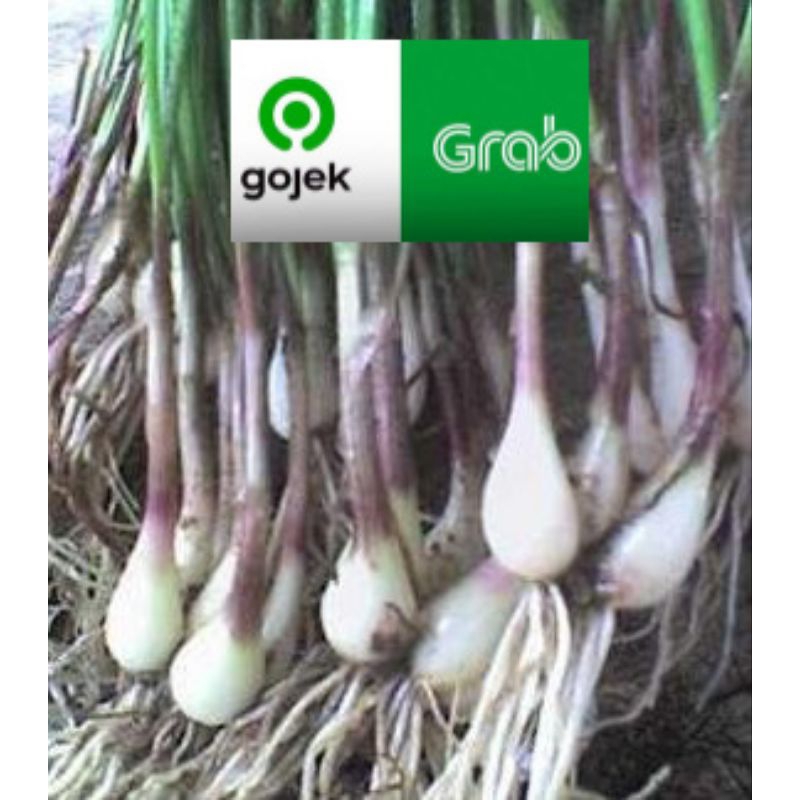 

daun bawang kuncai daun bawang batak