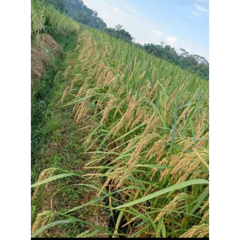 bibit padi impari 49jembar impari 49jumbo terbaru tahan rebah bobot mantap  benih padi mapan 05 kema