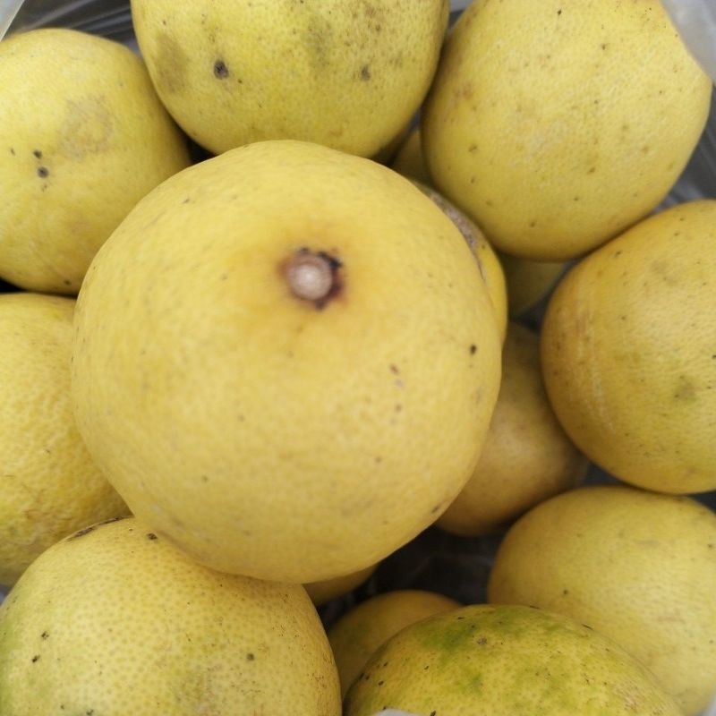 

Jeruk Nipis Kuning Fresh 1KG Murah Meriah Langsung Dari Petani Dan Berkualitas Terbaik Jeruk Lokal