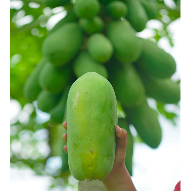 PROMO 100 BIJI BENIH PEPAYA SUPER CALIFORNIA