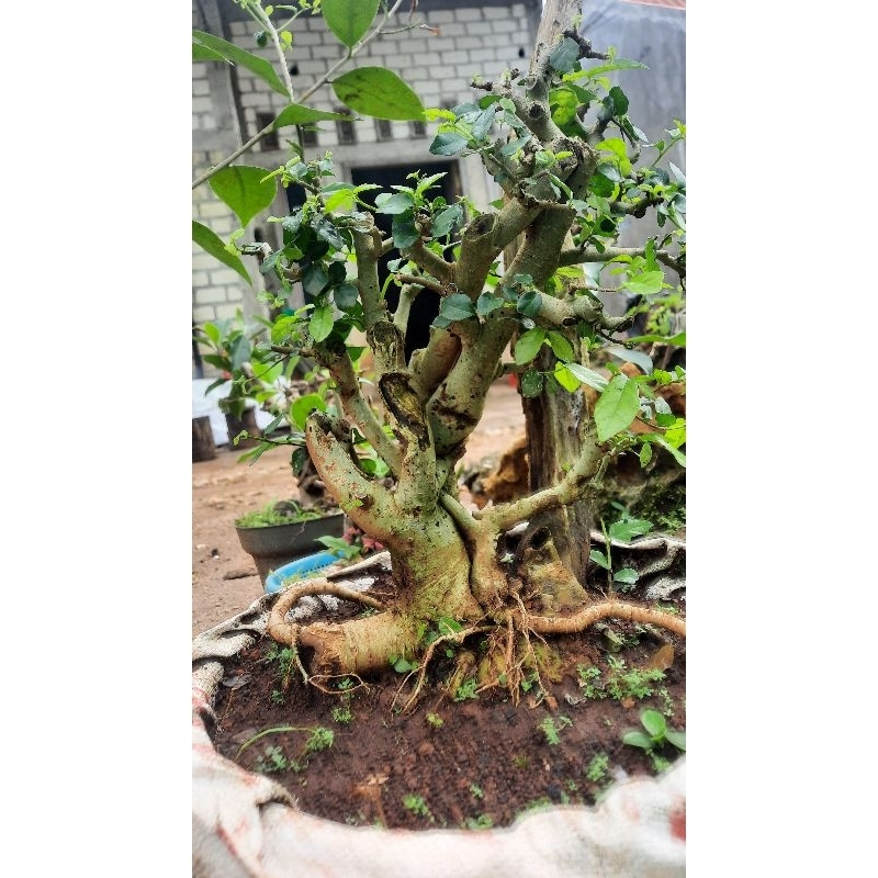 Bonsai serut ukuran small
