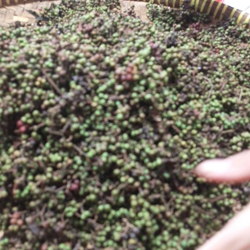 

andaliman 250gram