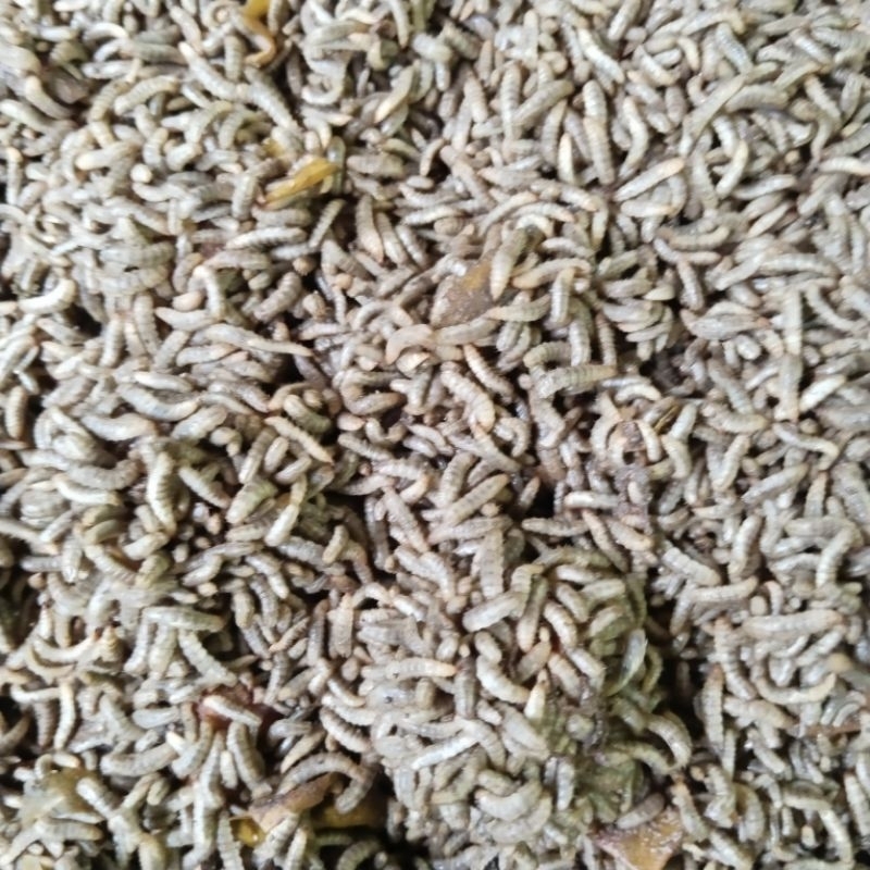 MAGGOT Bsf HIDUP /  FRESH ,250 GRAM