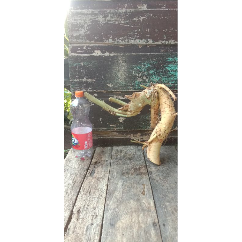 bahan bonsai serut dongkelan berkarakter meliuk unik