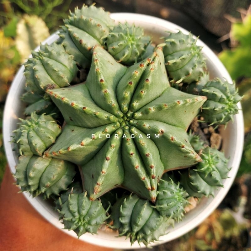 Euphorbia Meloformis ssp. Valida