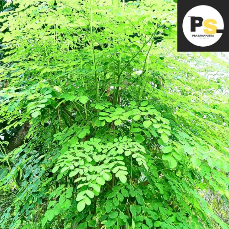 

DAUN KELOR SEGAR 250gr | Dipetik saat dipesan