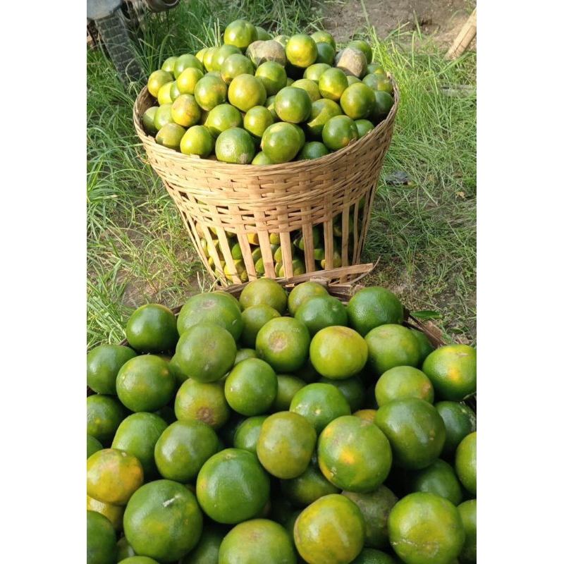 

buah jeruk manis jember 1kg