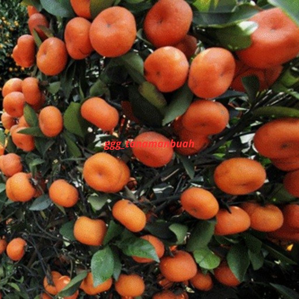 Bibit Jeruk Santang Madu Berbuah Besar Super