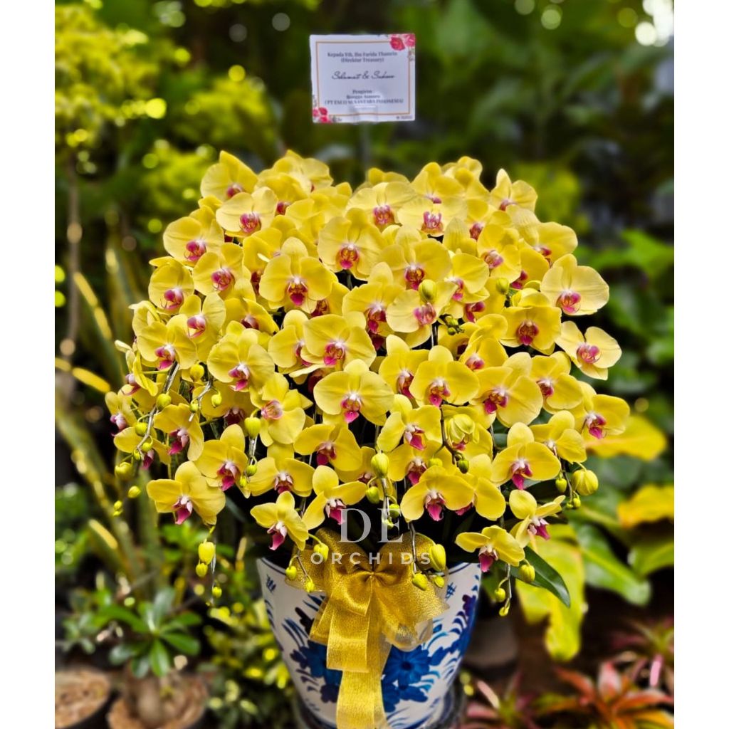 Anggrek bulan isi 13 pohon warna Kuning Pot Keramik