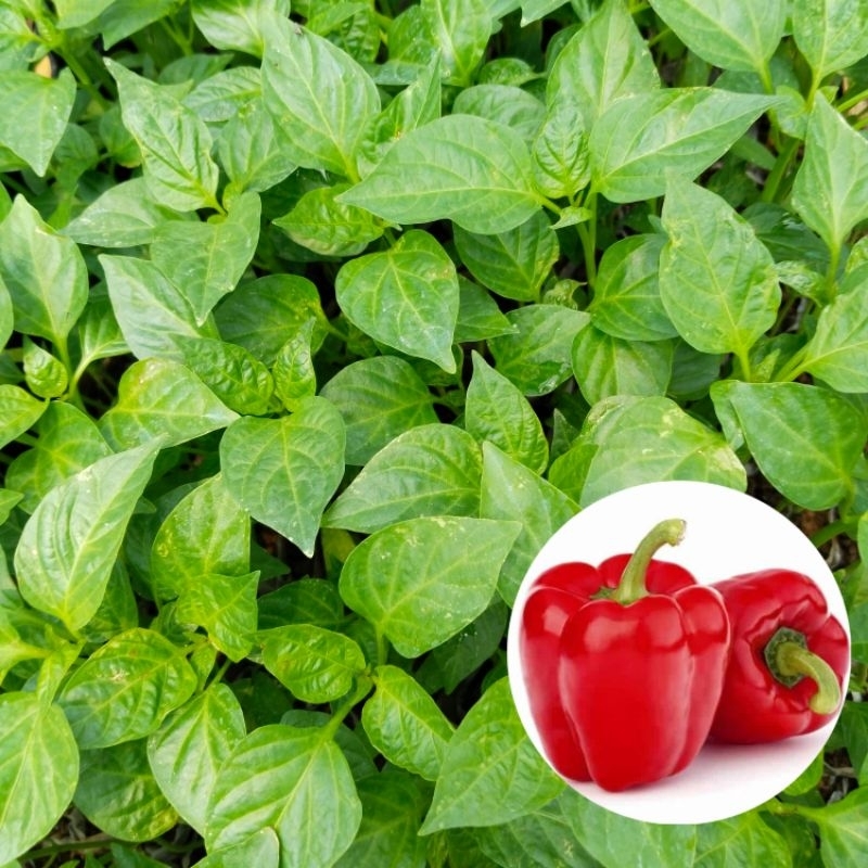 Benih Paprika merah siap tanam paket 5 polybag kecil, bibit siap tanam, BIBIT PAPRIKA