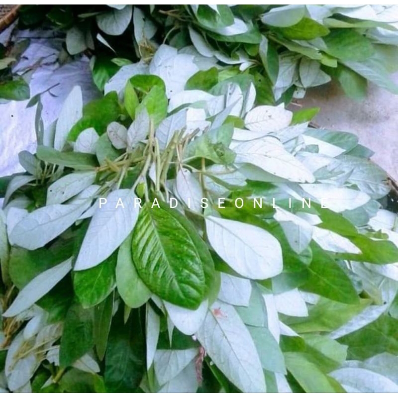 

lalapan daun reundeu 500gram