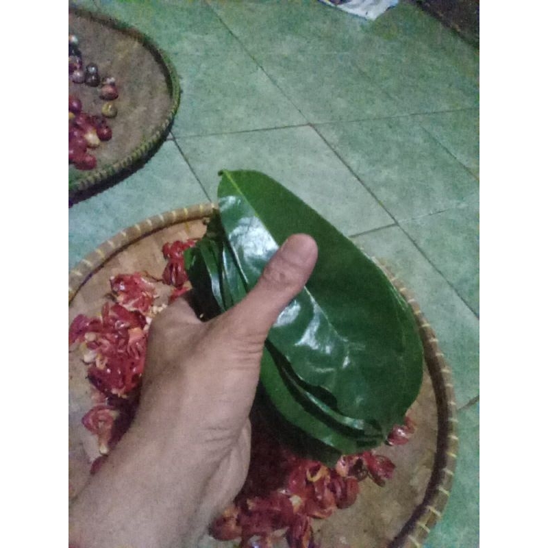 

daun sirsak segar freshh 50 lmbr dadakan