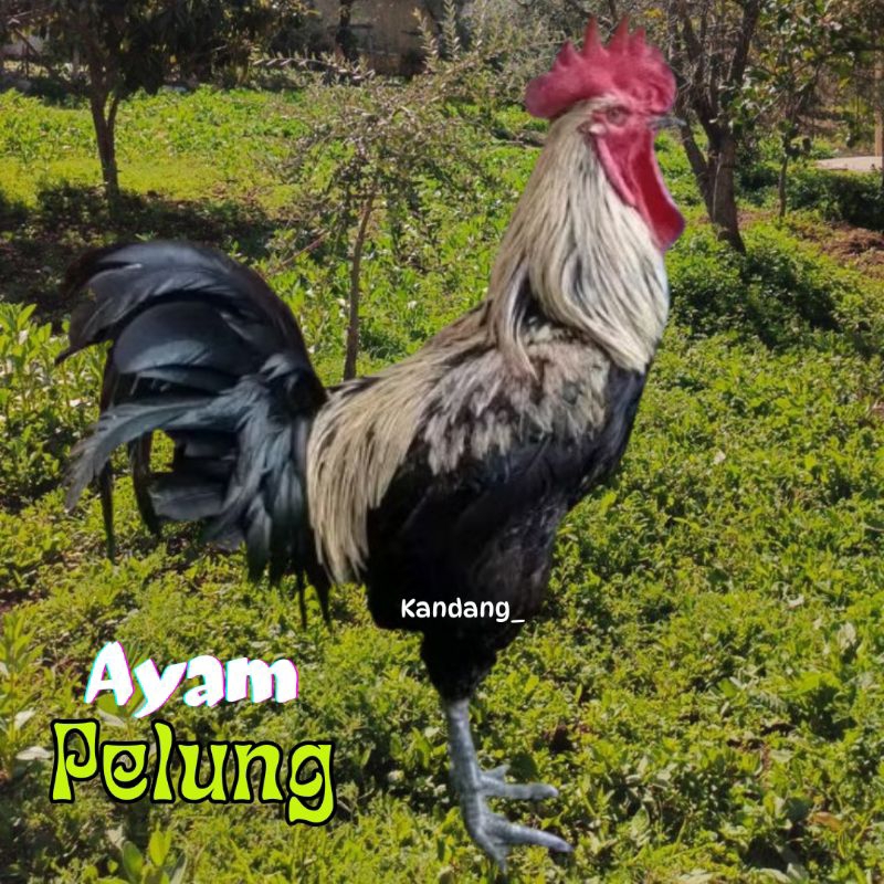 telur ayam pelung asli jumbo bisa untuk di tetaskan