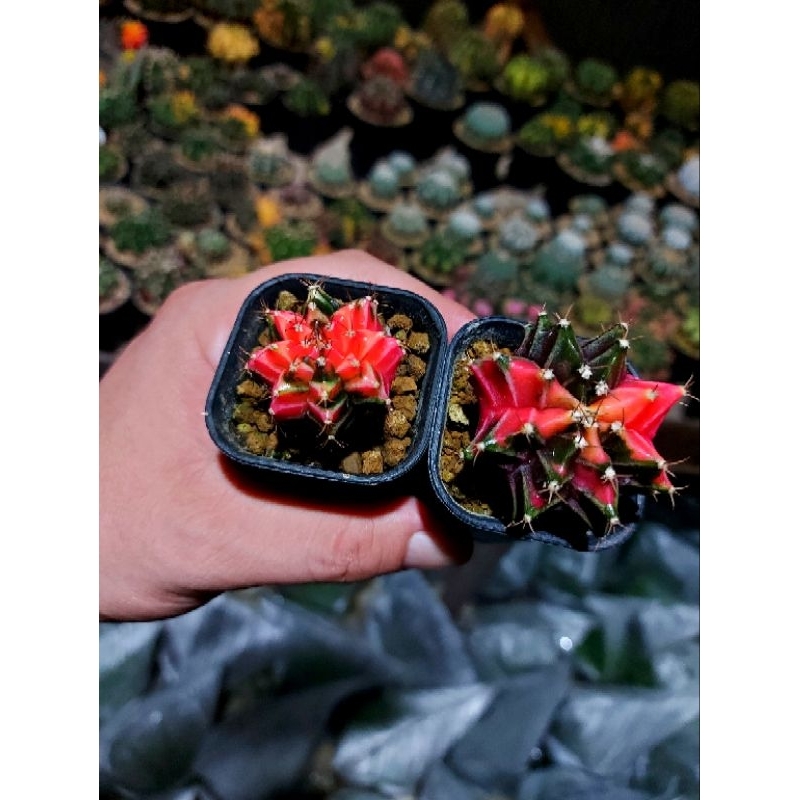 gymno miha hybrid 2pcs | gymnoclycium mihanovichi hybrid 2pcs | kaktus 2pcs varigata