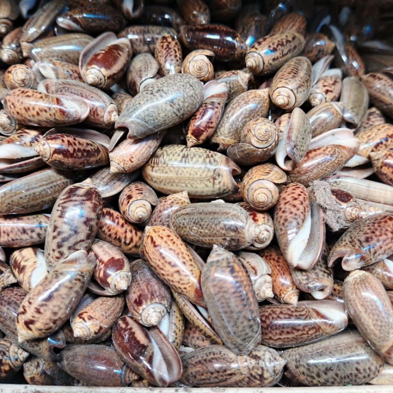 

Kerang Kelengkeng hitam - cangkang kerang - kerang hias - kerang dakon ecer