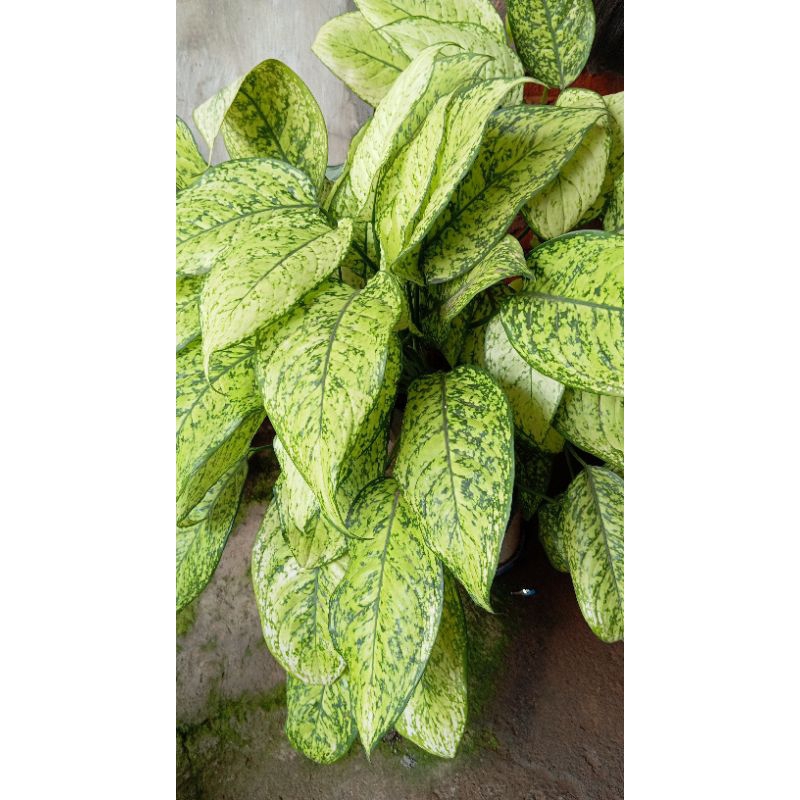 tanaman hias agronema tanaman segar bunga hidup tanaman hias cantik