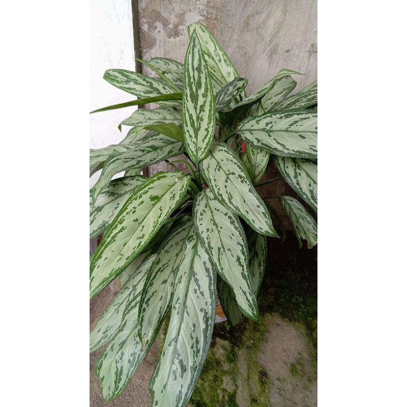 tanan hias sri rejeki tanaman aglaonema siratu daun tamanam hias agronema