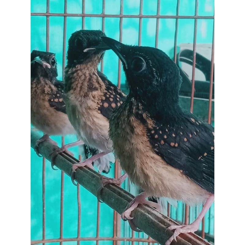 (induk prestasi) Murai Batu Trotol Jaminan Jantan