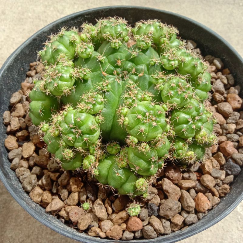 Kaktus Gymno Damsi Kaktus Mini