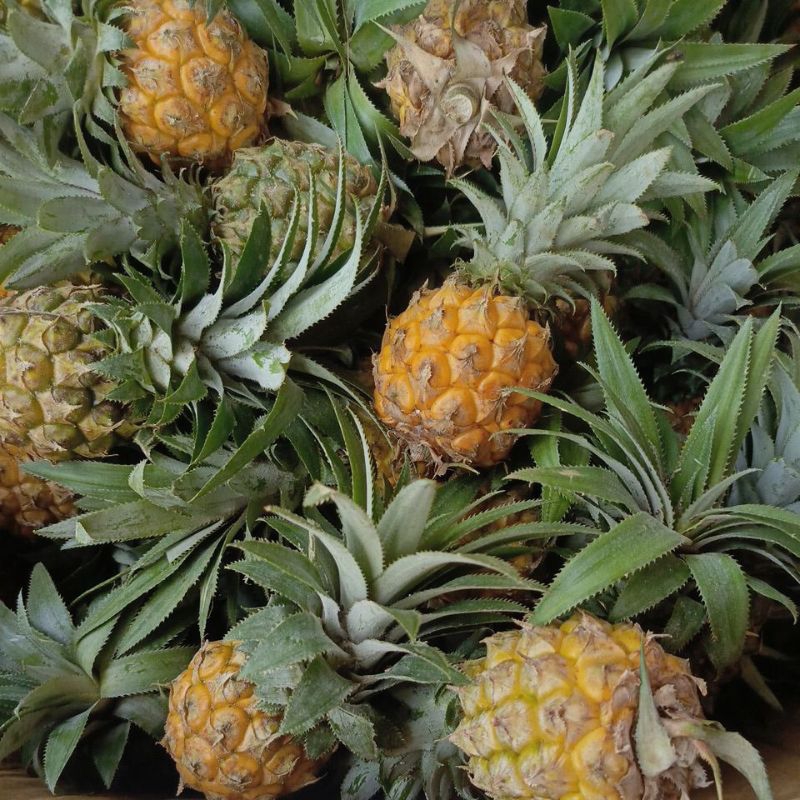 

Nanas madu fresh manis segar asli pemalang isi 7