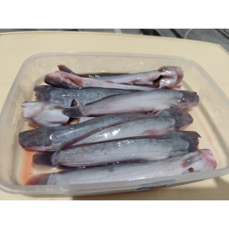 

ikan lele segar request potong isi 6/7/8/9 per KG