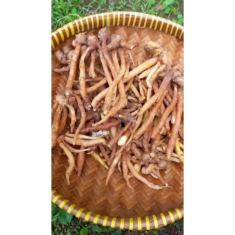 

TERMURAH TEMU KUNCI (Boesenbergia pandurata)