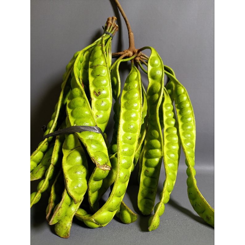 

Petai/ pete Tua super 10 papan/ lonjor