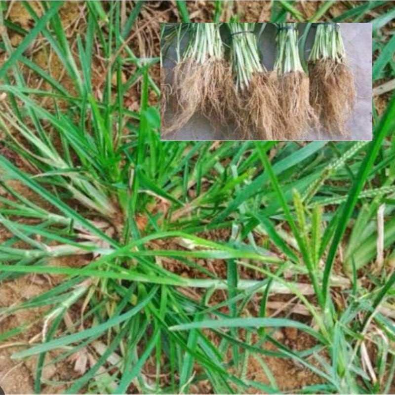 

Akar rumput belulang segar paket 1 kg