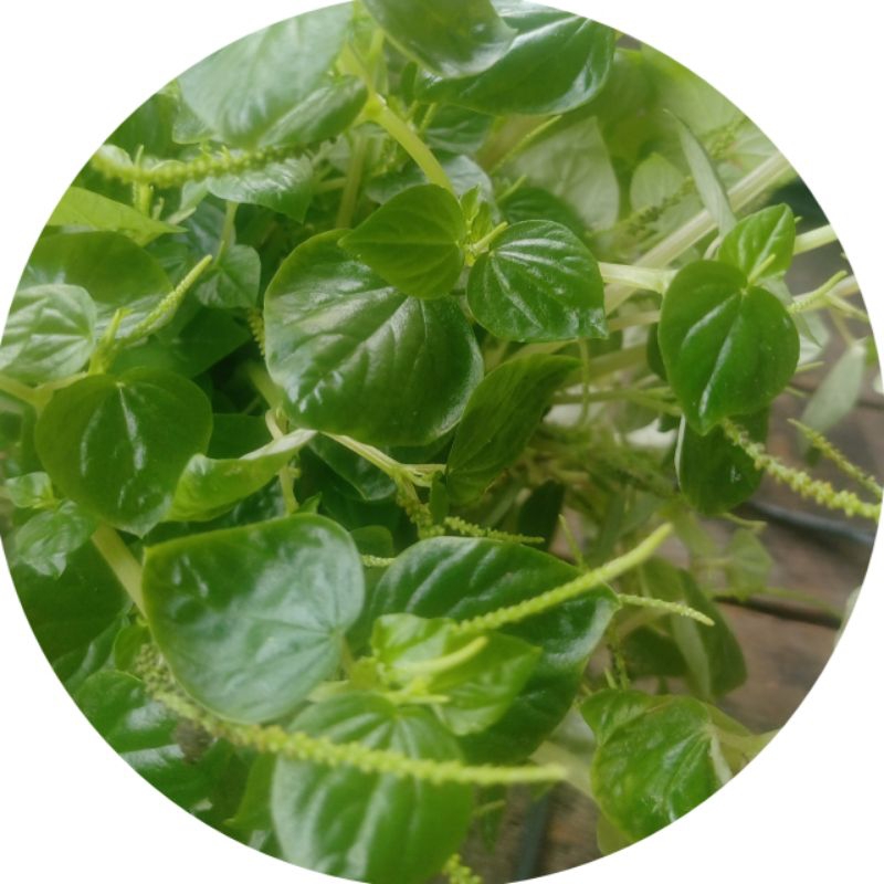 

daun sirih cina segar 500gram