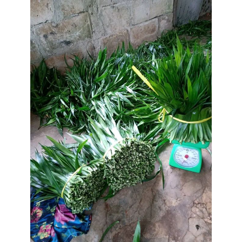 

PROMO DAUN SUJI SEGAR TERMURAH 1KG