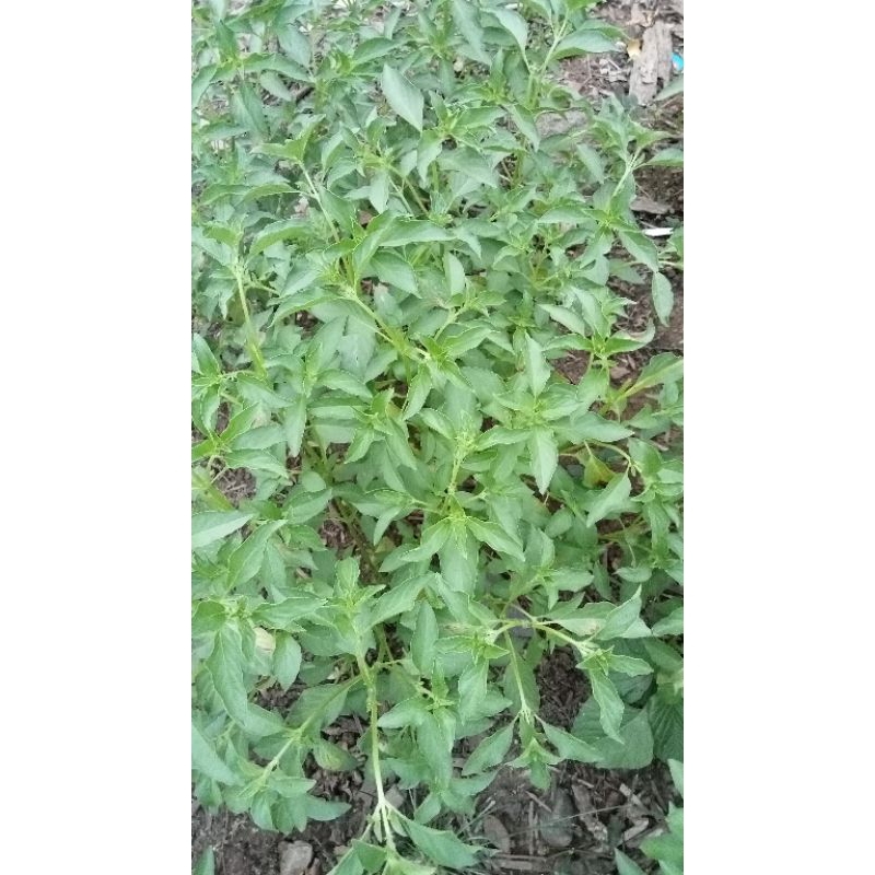 

Daun Kemangi segar, lalapan kemangi, Albahaca, Basilic, Ocimum basilicum, Selaseh , Solanis , Amping , Kemangi Genovese, Kemangi , Saint Joseph's Wort, Kemangi Manis