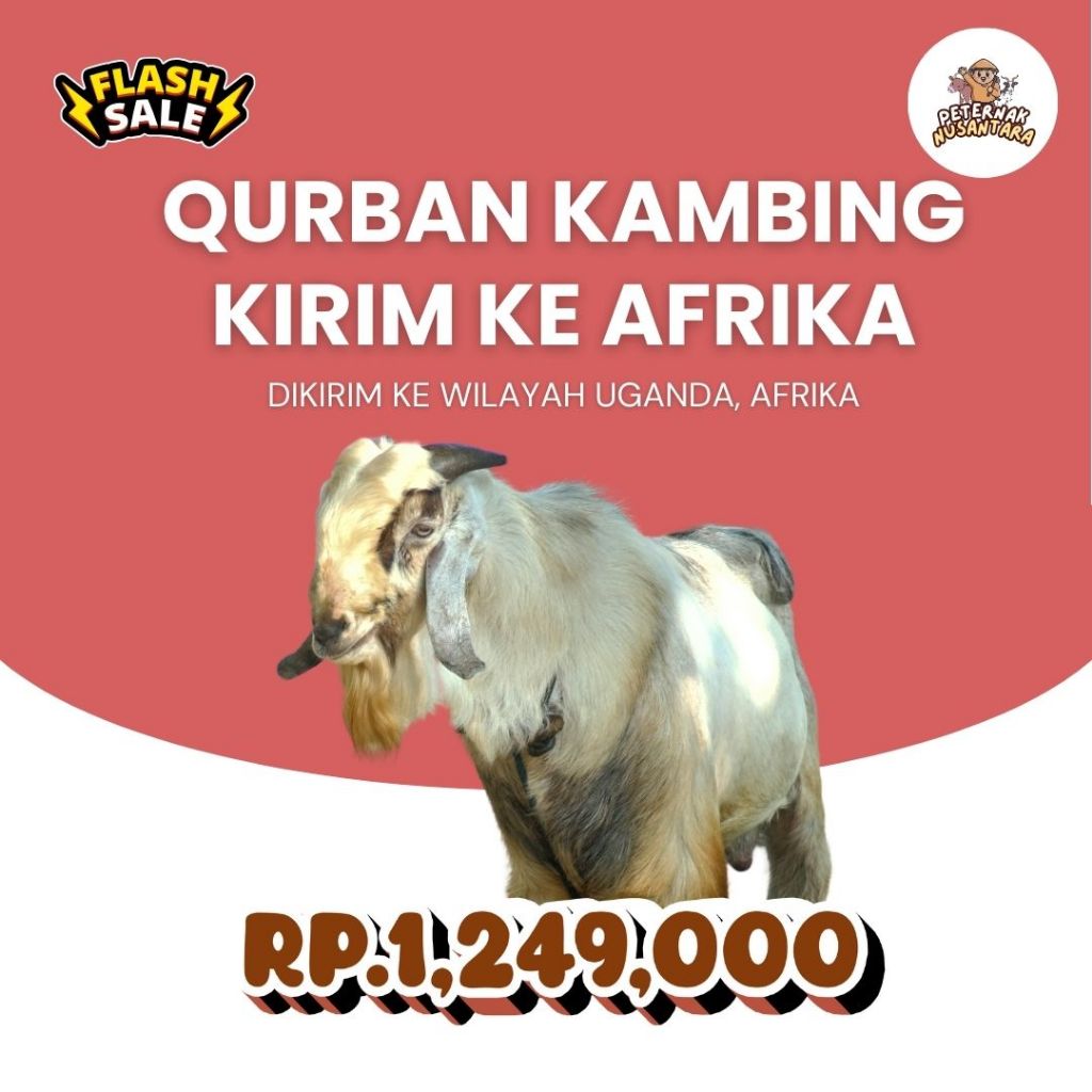 

QURBAN KAMBING KIRIM KE AFRIKA