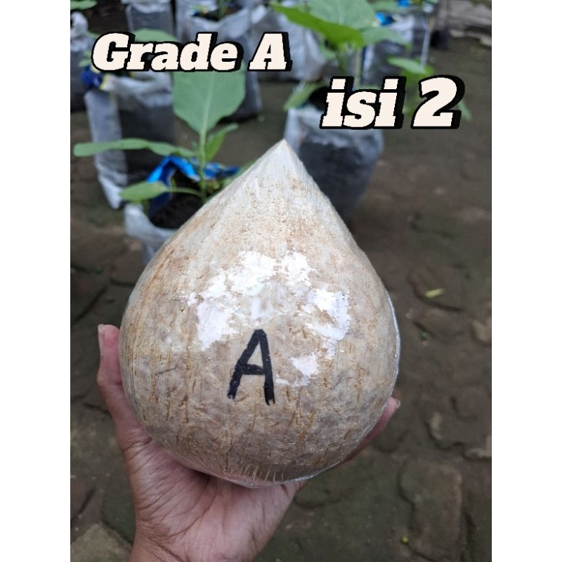 

Kopyor asli lumajang grade A isi 2