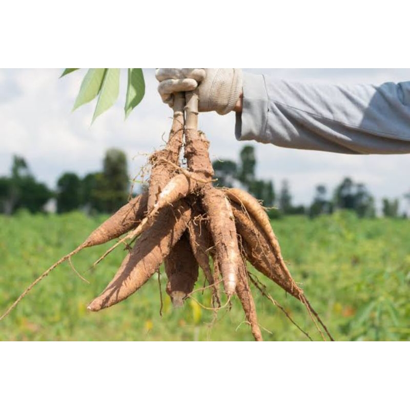 

singkong lokal hasil olahan petani