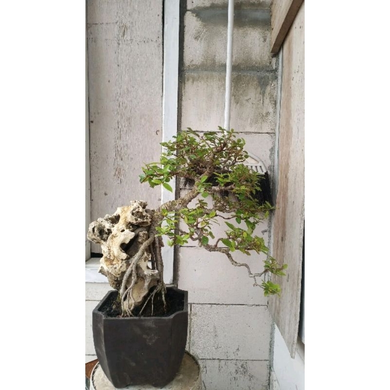 Bonsai loa on the rock semi cascade