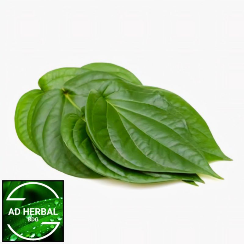 

Daun Sirih Hijau Segar Isi Per 500 Gram