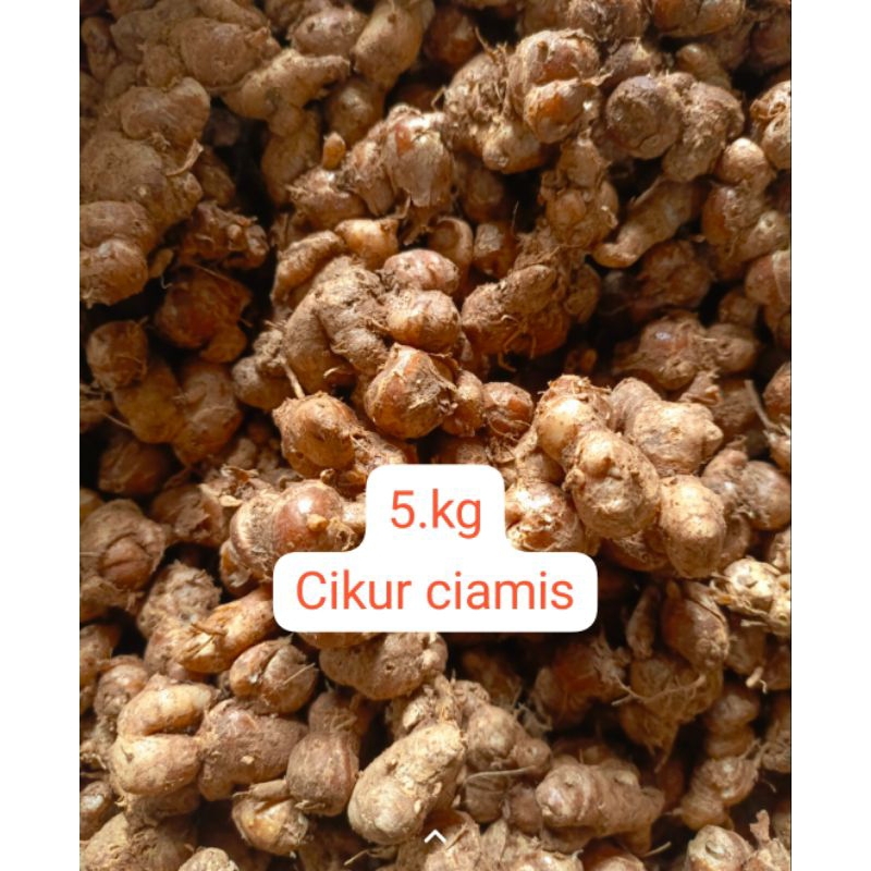 

ready kemasan ( 5.kg ) KENCUR SEGAR ASLI CIAMIS COCOK UNTUK BUMBU SEBLAK DLL