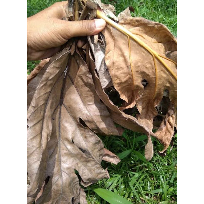 

Daun sukun segar/kering herbal 1kg