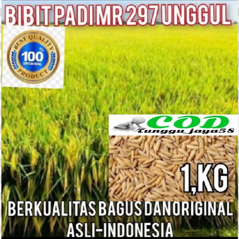 1 KG BENIH PADI MR 297 SUPER UNGGUL BATANG BESAR ANTI ROBOH TAHAN PENYAKIT