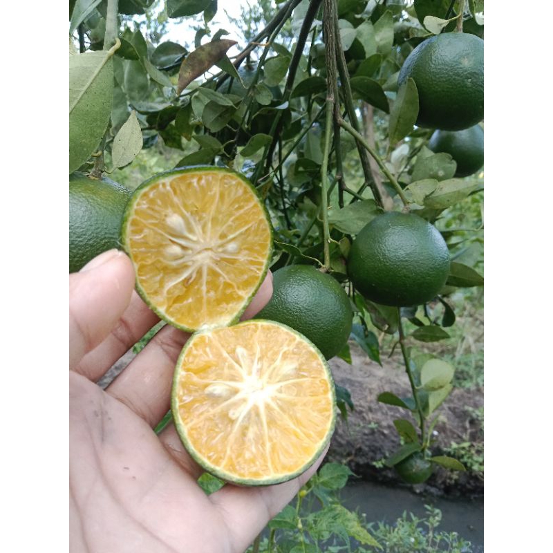 

Jeruk Peras Fress 1 kg jeruk peras super 1 kg