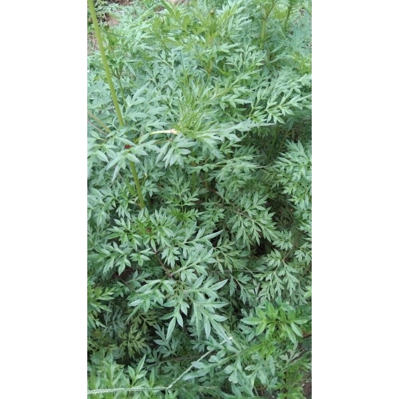 

Jual daun kenikir segar atau daun randamidang 300gram