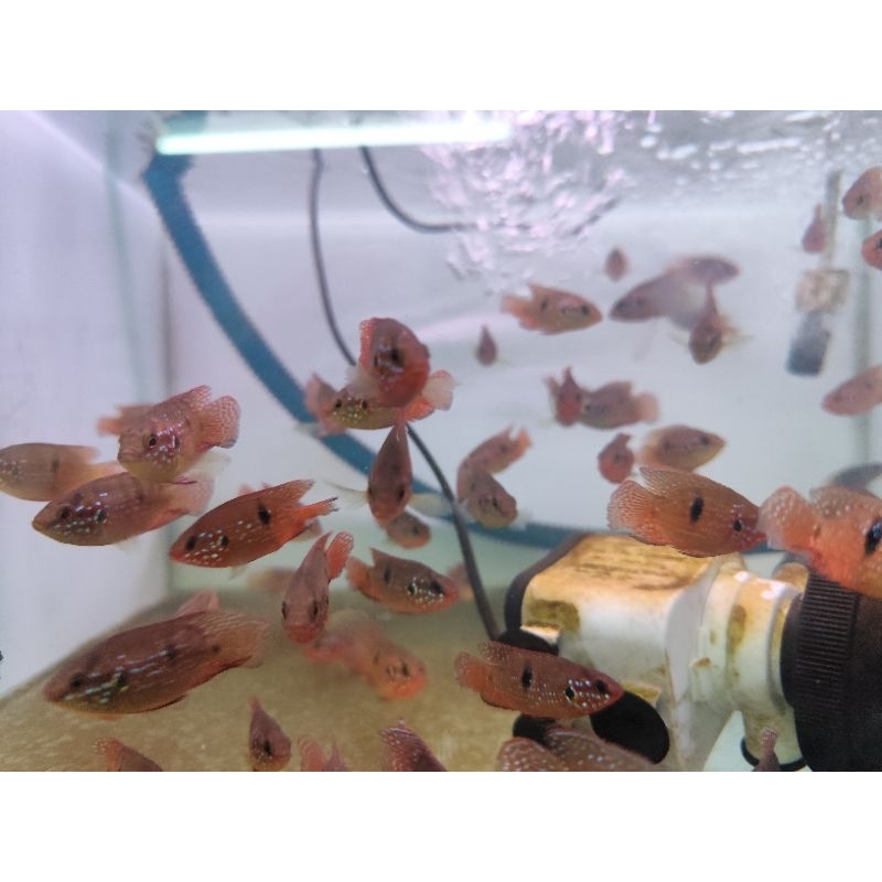 Red Jewel Cichlid