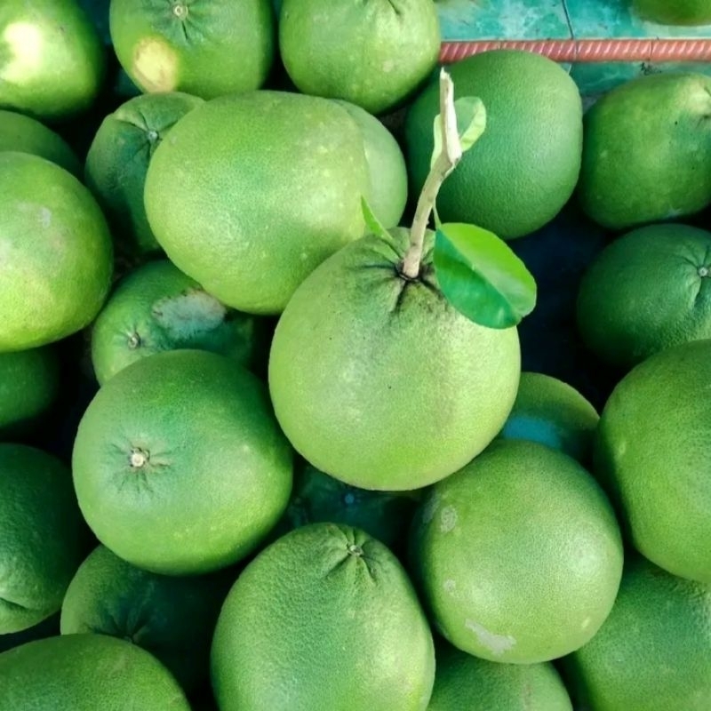

JERUK PAMELO MADU BERAT 1,1 / 1,2kg