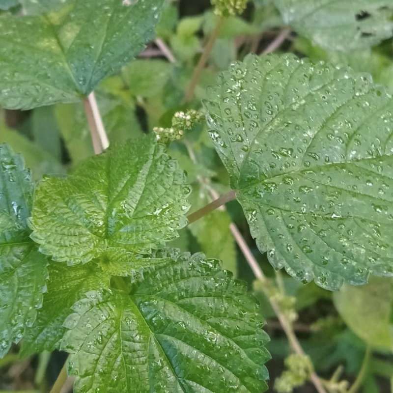 

Daun jelatang segar fresh dipetik dadakan obat herbal alami 100 Lembar