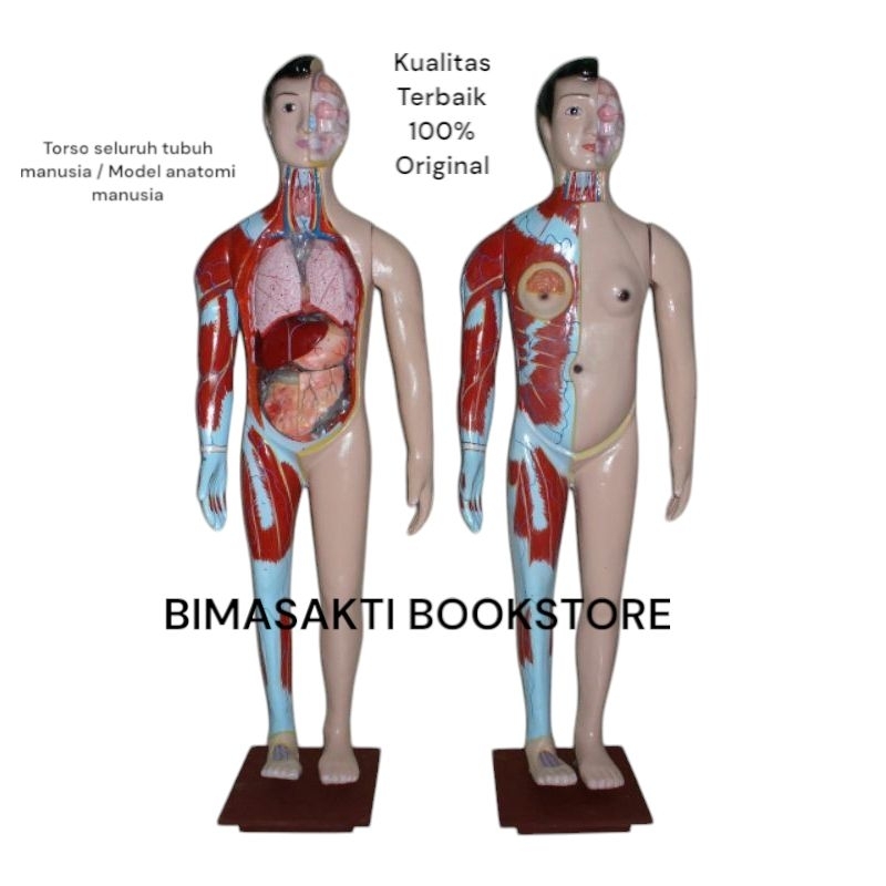

TORSO SELURUH TUBUH MANUSIA MODEL ANATOMI MANUSIA TINGGI 150 cm
