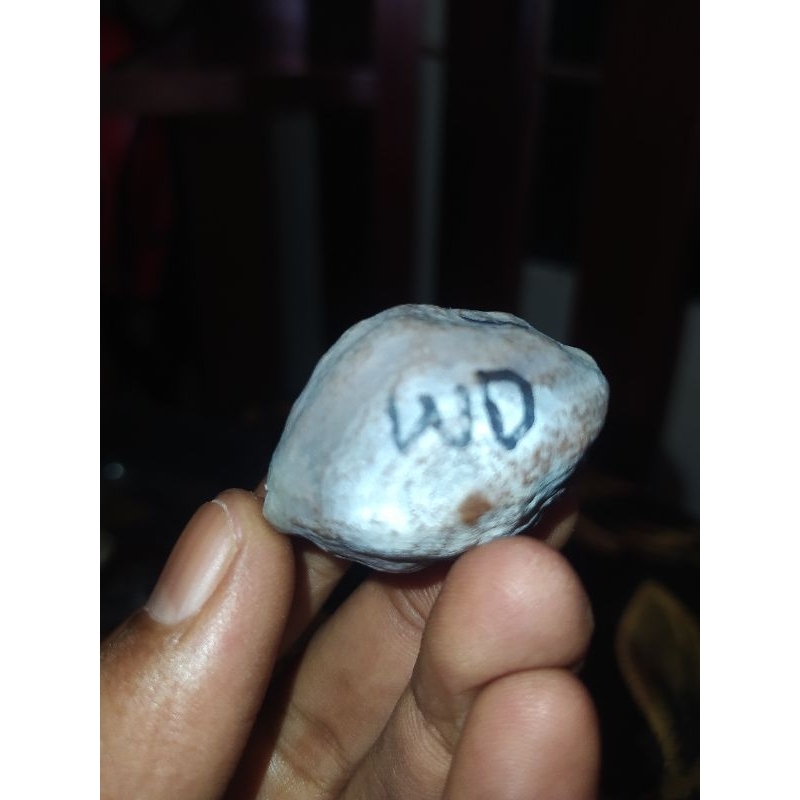 

Kemiri Wadas guru Har Original