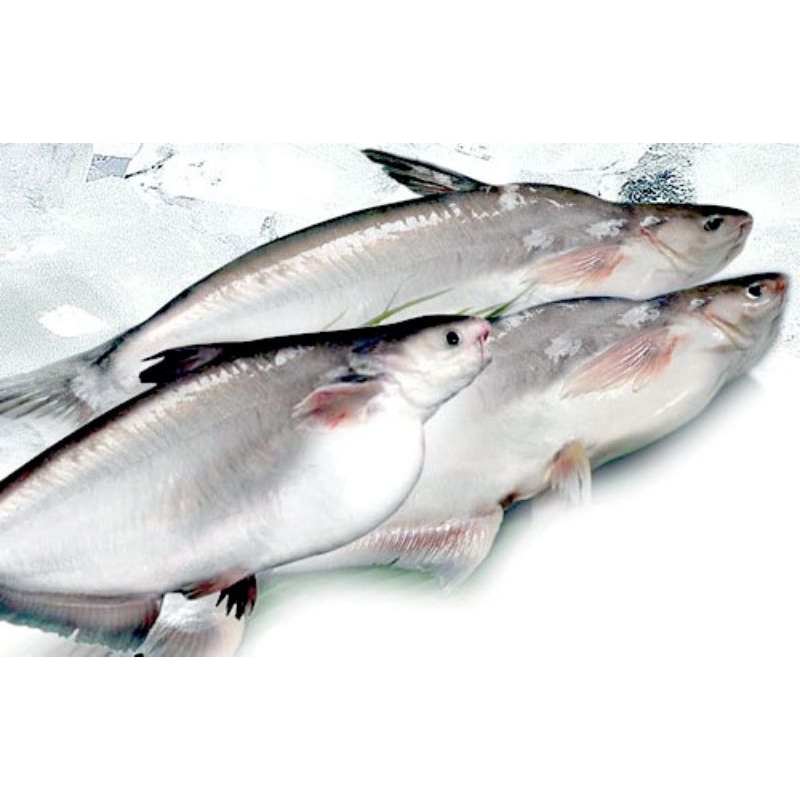 

Ikan Patin Bumbu Frozen - Siap Masak!