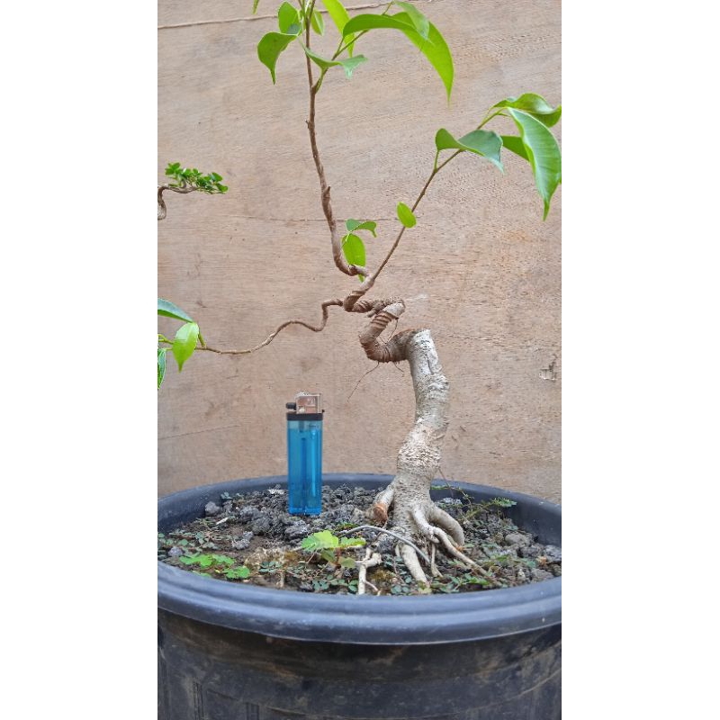 Bahan bonsai beringin benjamina